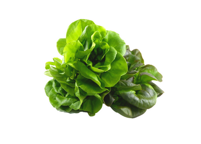 organic, zero-pesticides, non-gmo, hydroponic, butterhead lettuce for  manila delivery with price and where to buy 
