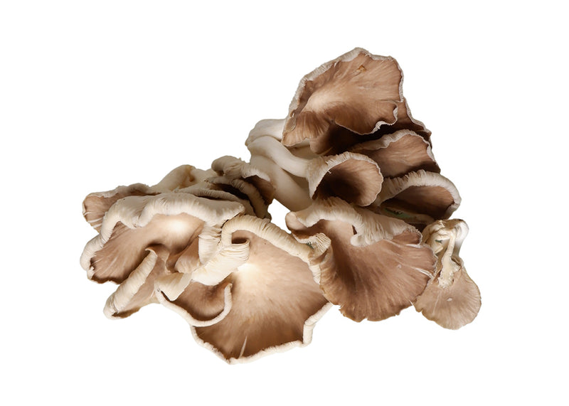 Gourmet Oyster Mushroom - Brown