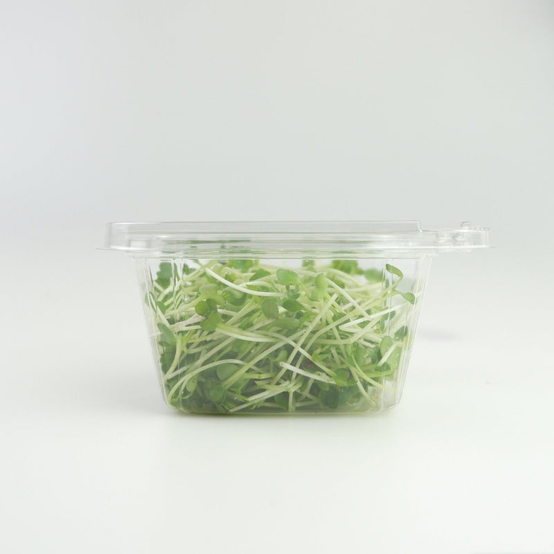 radish microgreens sprouts manila delivery